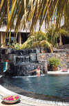 Royal Palm 